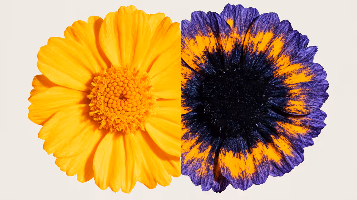 Yellow daisy split down the middle, left half in ordinary daylight, right half under ultraviolet light with dark nectar guides across the petals