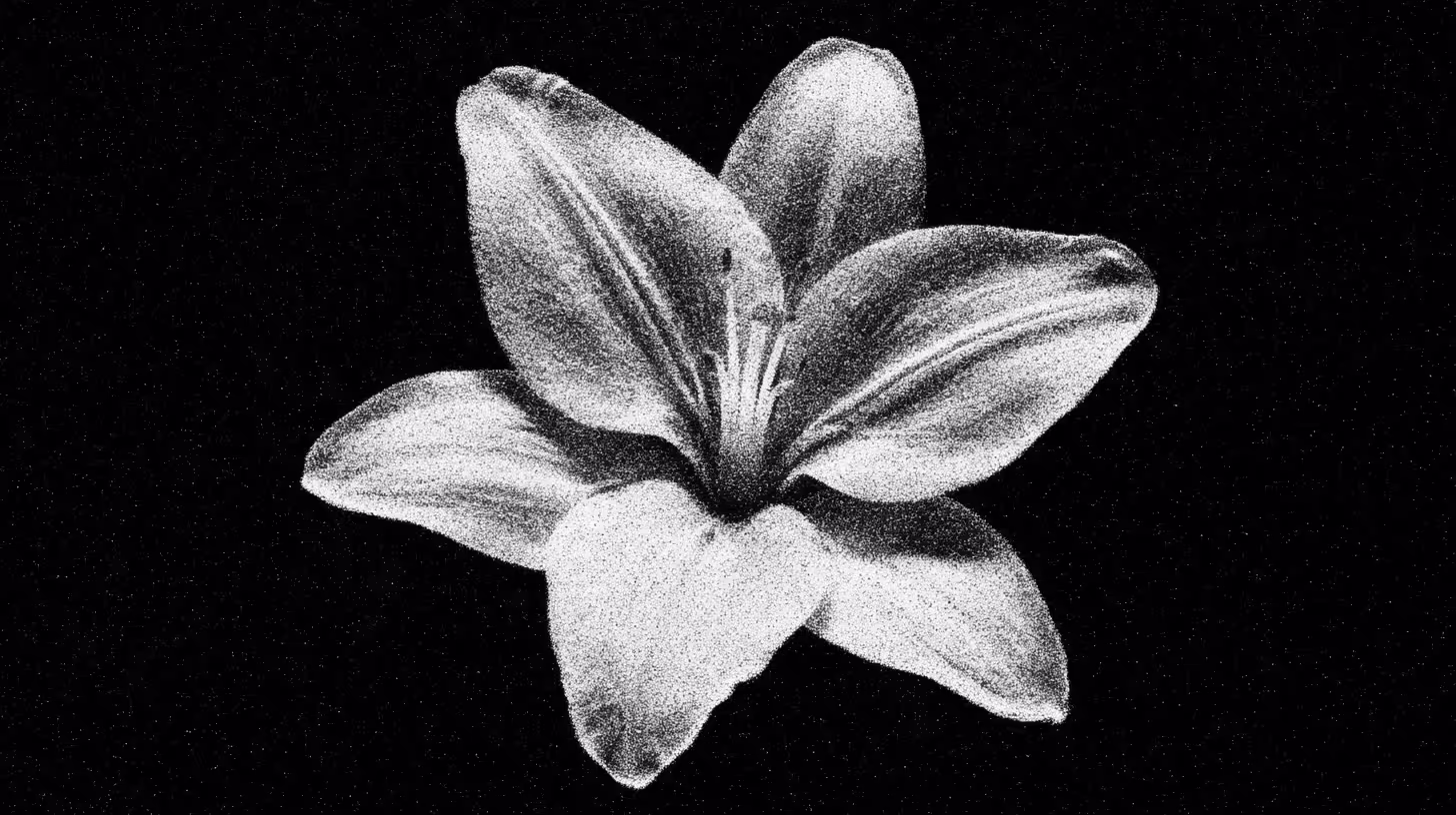 Grainy black-and-white lily bloom on a dark field, stamens sharp at the center