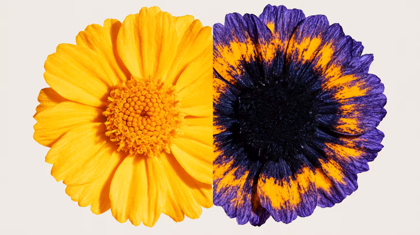 Yellow daisy split down the middle — left half in ordinary daylight, right half under ultraviolet light with dark nectar guides across the petals